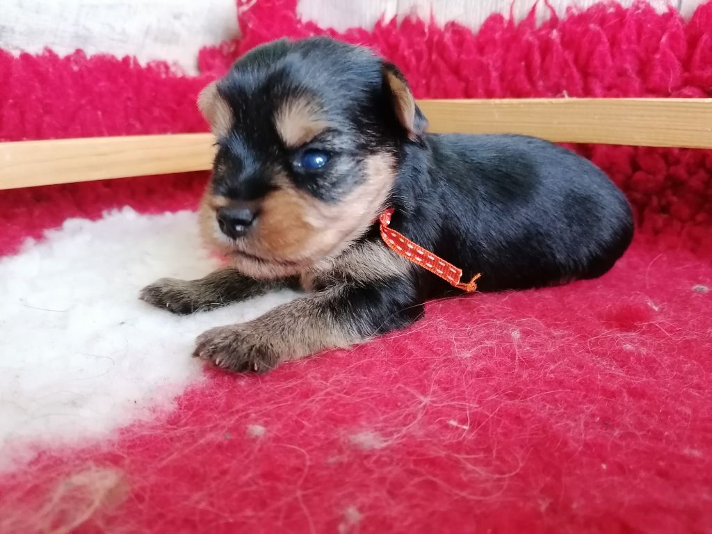 du Clos de L'Igloo - Chiots disponibles - Yorkshire Terrier