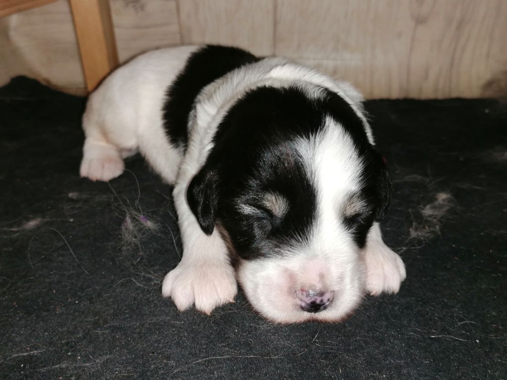 du Clos de L'Igloo - Chiots disponibles - Berger Polonais de plaine