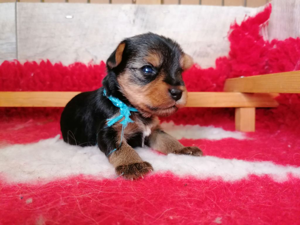 du Clos de L'Igloo - Chiots disponibles - Yorkshire Terrier