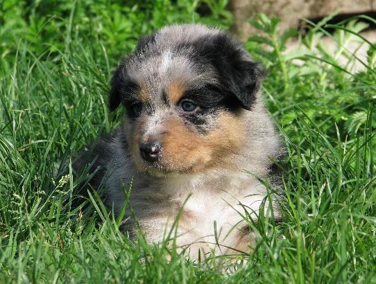 du Clos de L'Igloo - Berger Australien - Portée née le 06/07/2009